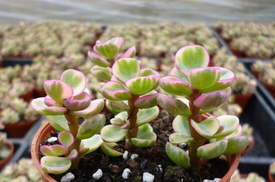 雅乐之舞怎么爆盆,枝插叶插爆盆最快