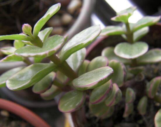 雅乐之舞怎么爆盆,枝插叶插爆盆最快