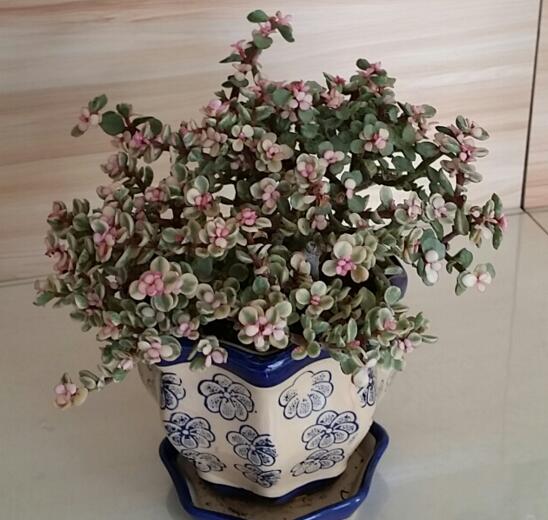 雅乐之舞怎么爆盆,枝插叶插爆盆最快