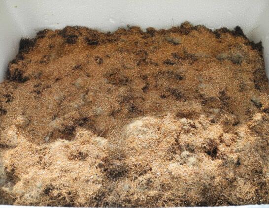 雅乐之舞怎么爆盆,枝插叶插爆盆最快