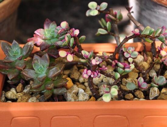 雅乐之舞怎么爆盆,枝插叶插爆盆最快