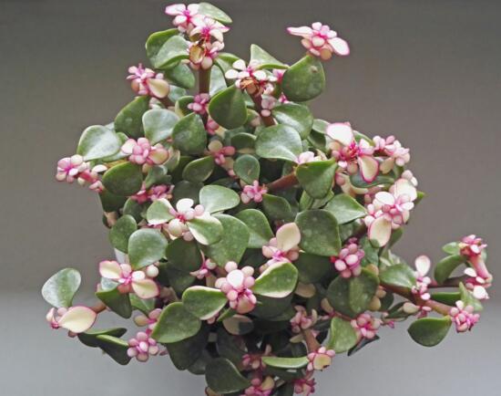 雅乐之舞怎么爆盆,枝插叶插爆盆最快