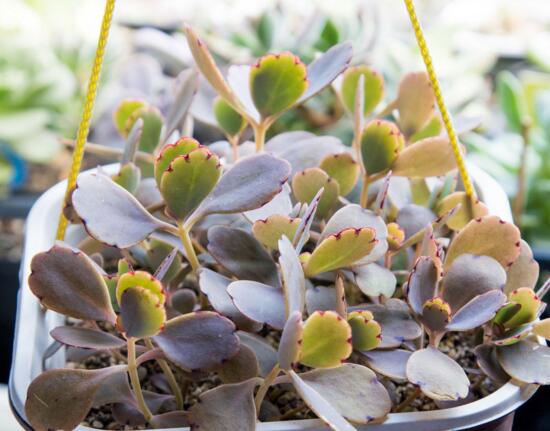 雅乐之舞怎么爆盆,枝插叶插爆盆最快