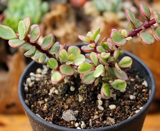 雅乐之舞怎么爆盆,枝插叶插爆盆最快