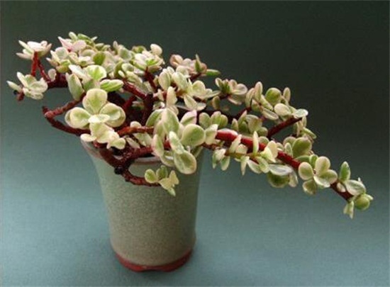 雅乐之舞怎么爆盆,枝插叶插爆盆最快