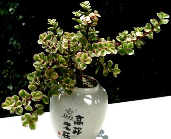 雅乐之舞怎么爆盆,枝插叶插爆盆最快