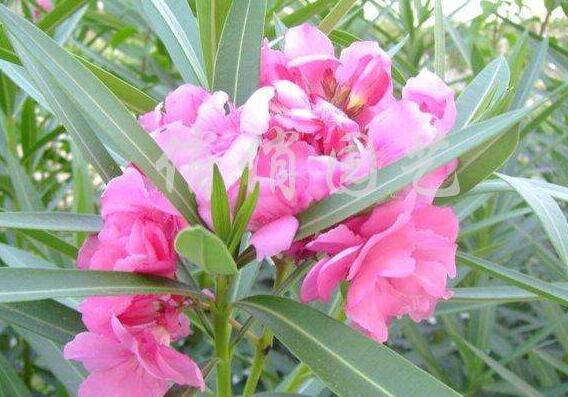 夹竹桃如何扦插,夹竹桃扦插生根只需6个步骤