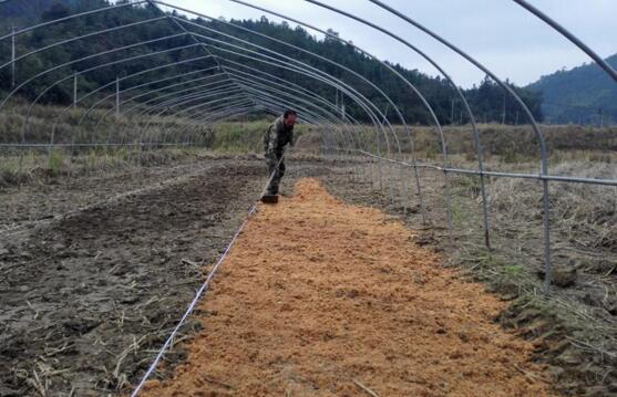 夹竹桃如何扦插,夹竹桃扦插生根只需6个步骤