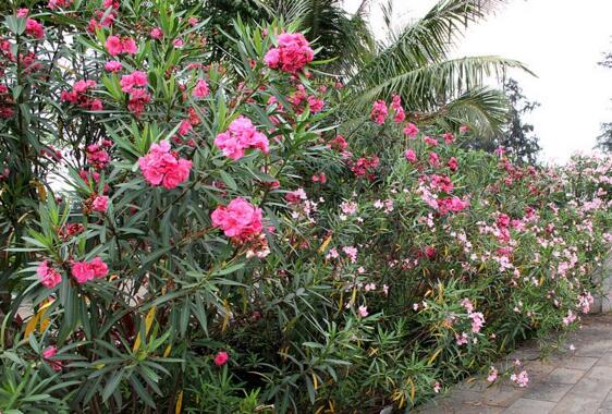 夹竹桃如何扦插,夹竹桃扦插生根只需6个步骤