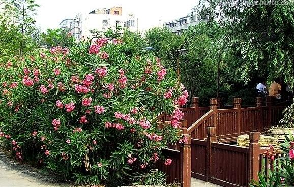 夹竹桃如何扦插,夹竹桃扦插生根只需6个步骤