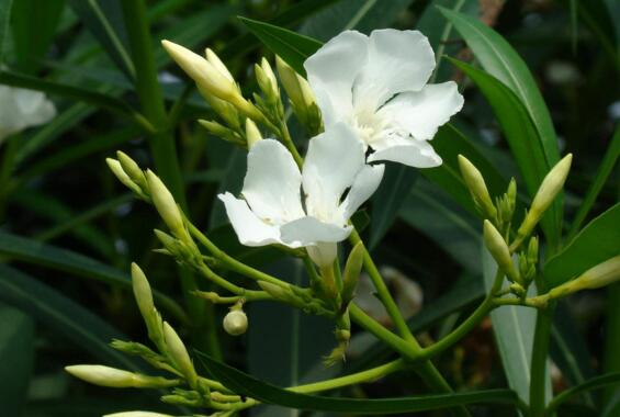 夹竹桃如何扦插,夹竹桃扦插生根只需6个步骤