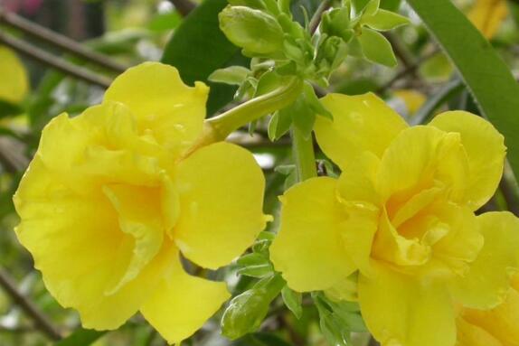 夹竹桃如何扦插,夹竹桃扦插生根只需6个步骤