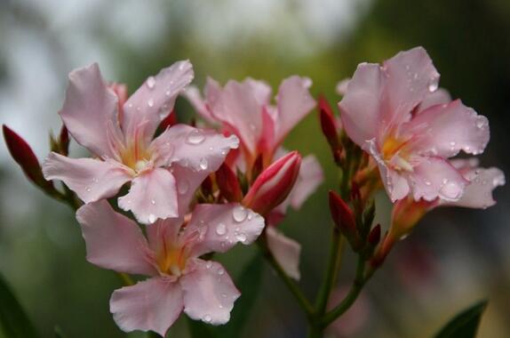 夹竹桃如何扦插,夹竹桃扦插生根只需6个步骤