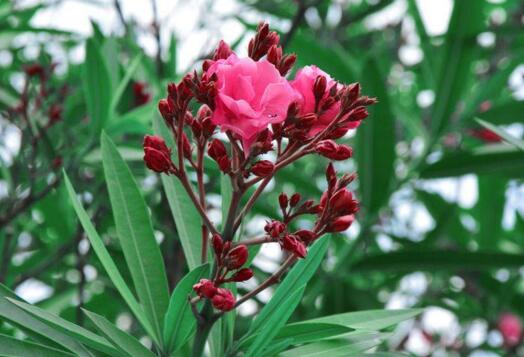 夹竹桃如何扦插,夹竹桃扦插生根只需6个步骤