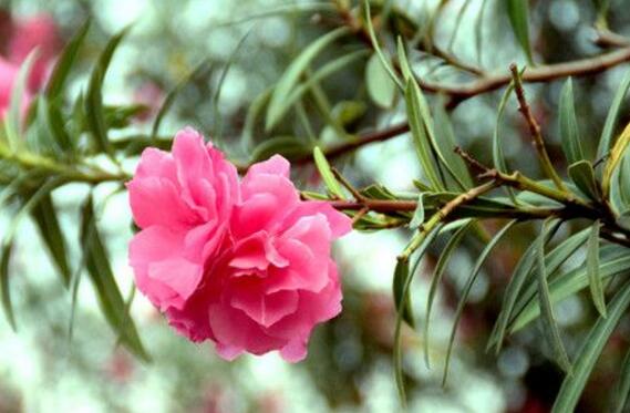 夹竹桃如何扦插,夹竹桃扦插生根只需6个步骤