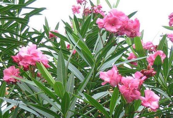 夹竹桃如何扦插,夹竹桃扦插生根只需6个步骤