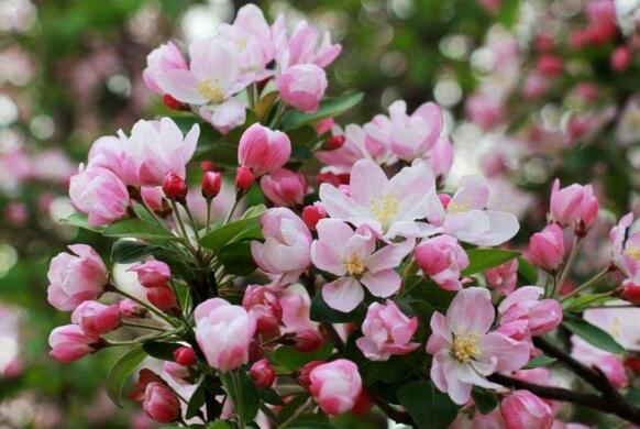 夹竹桃如何扦插,夹竹桃扦插生根只需6个步骤