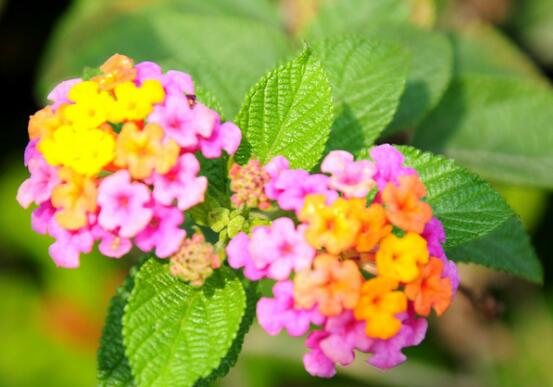 五色梅怎么施肥,花前花后合理施肥花开满盆