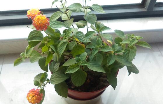 五色梅怎么施肥,花前花后合理施肥花开满盆