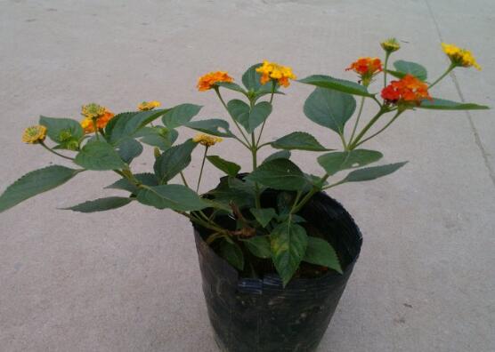 五色梅怎么施肥,花前花后合理施肥花开满盆