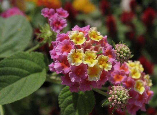 五色梅怎么施肥,花前花后合理施肥花开满盆