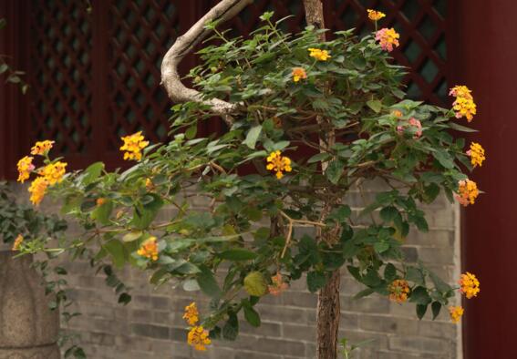 五色梅怎么施肥,花前花后合理施肥花开满盆