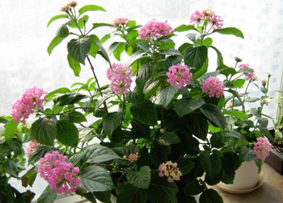 五色梅怎么施肥,花前花后合理施肥花开满盆