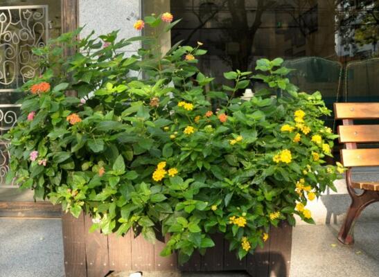 五色梅怎么施肥,花前花后合理施肥花开满盆