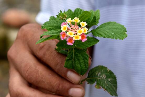 五色梅怎么施肥,花前花后合理施肥花开满盆