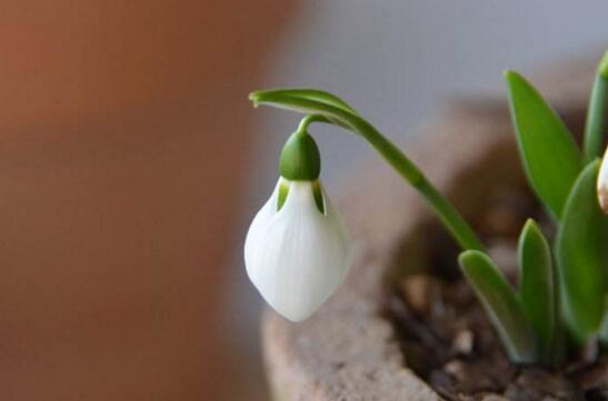 雪滴花的繁殖方式,分球繁殖方法及注意事项