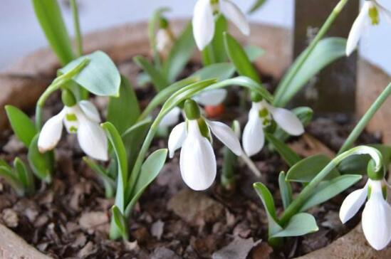 雪滴花的繁殖方式,分球繁殖方法及注意事项