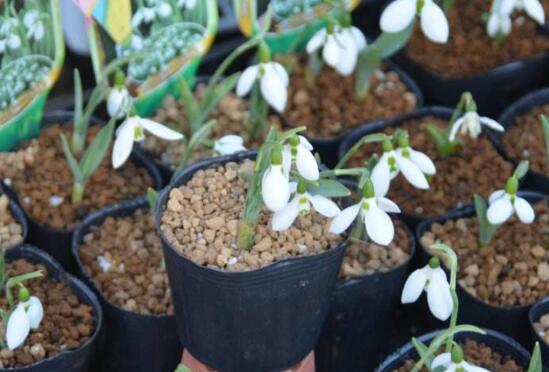 雪滴花的繁殖方式,分球繁殖方法及注意事项