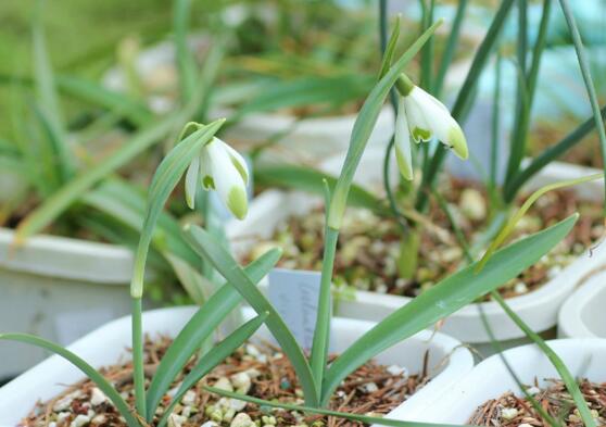 雪滴花的繁殖方式,分球繁殖方法及注意事项