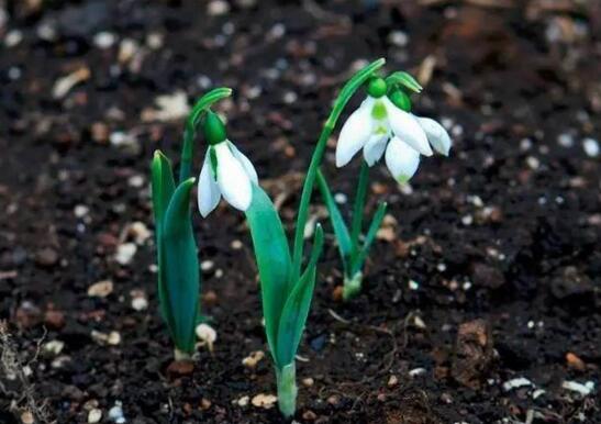 雪滴花的繁殖方式,分球繁殖方法及注意事项