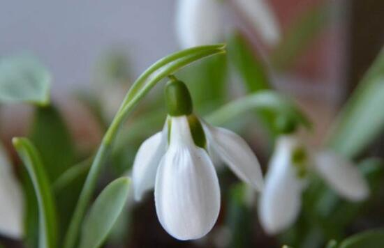 雪滴花的繁殖方式,分球繁殖方法及注意事项