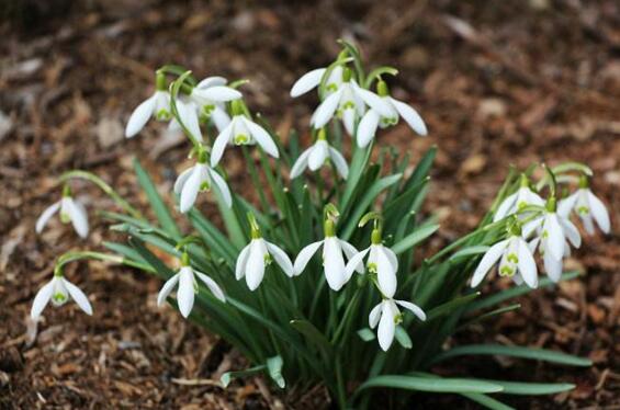 雪滴花的繁殖方式,分球繁殖方法及注意事项