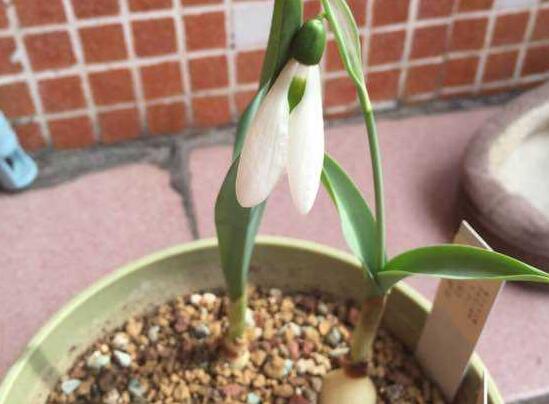 雪滴花的繁殖方式,分球繁殖方法及注意事项