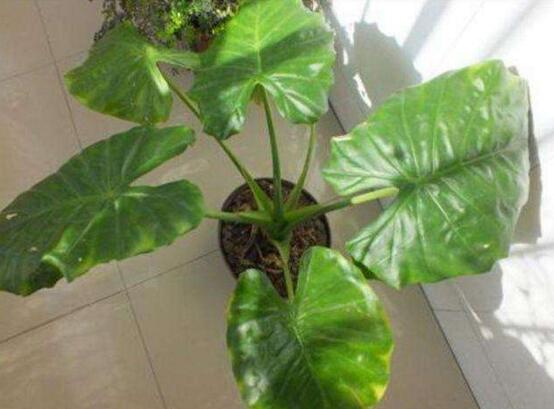 滴水观音叶片小怎么办,掌握三个要点让叶片油绿厚大