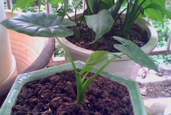 滴水观音叶片小怎么办,掌握三个要点让叶片油绿厚大