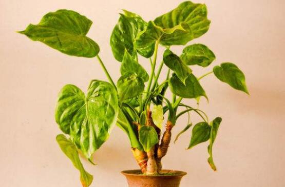 滴水观音叶片小怎么办,掌握三个要点让叶片油绿厚大