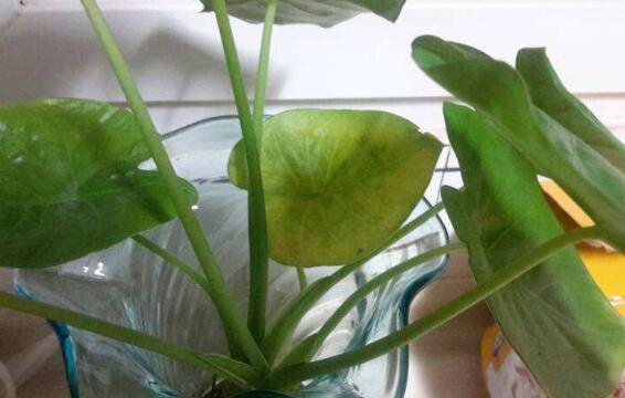 滴水观音叶片小怎么办,掌握三个要点让叶片油绿厚大