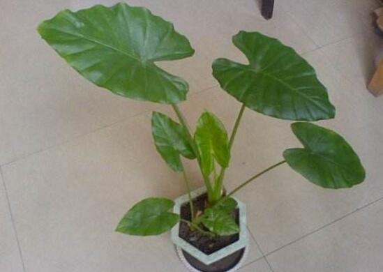 滴水观音叶片小怎么办,掌握三个要点让叶片油绿厚大