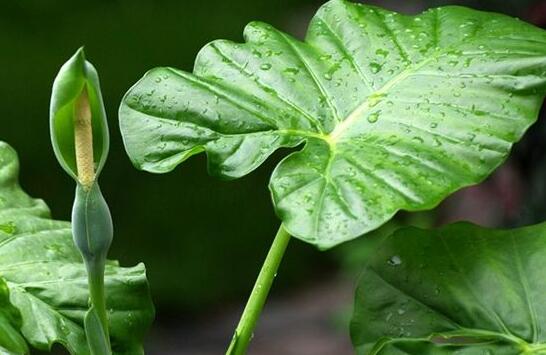 滴水观音叶片小怎么办,掌握三个要点让叶片油绿厚大