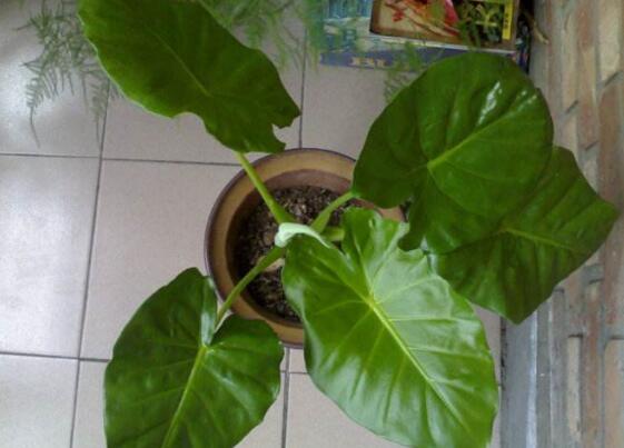 滴水观音叶片小怎么办,掌握三个要点让叶片油绿厚大