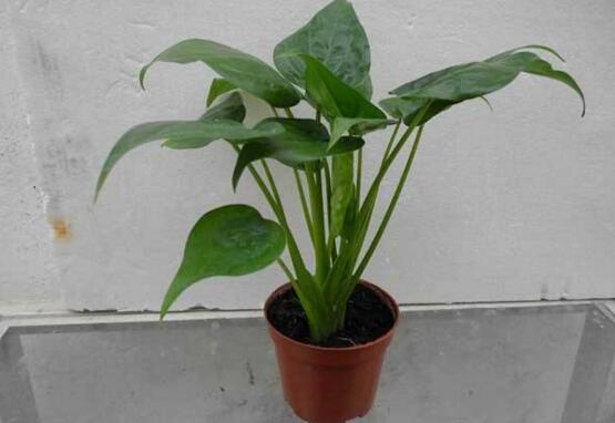 滴水观音叶片小怎么办,掌握三个要点让叶片油绿厚大