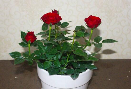 玫瑰花怎么养可以花繁叶茂,掌握五个养护技巧就能实现