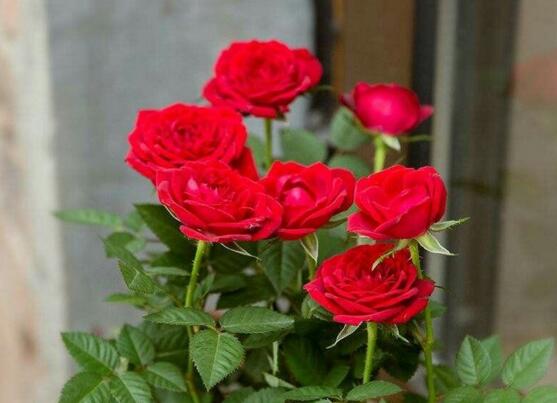 玫瑰花怎么养可以花繁叶茂,掌握五个养护技巧就能实现