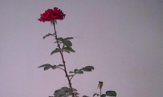 玫瑰花怎么养可以花繁叶茂,掌握五个养护技巧就能实现