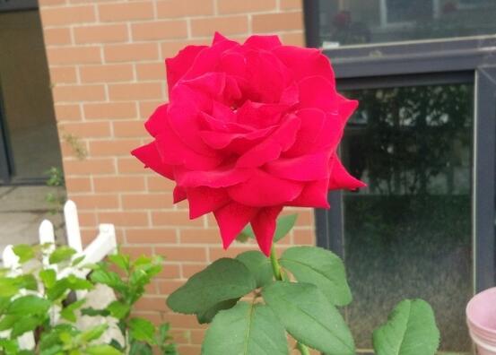 玫瑰花怎么养可以花繁叶茂,掌握五个养护技巧就能实现