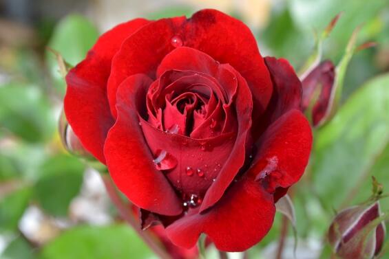 玫瑰花怎么养可以花繁叶茂,掌握五个养护技巧就能实现